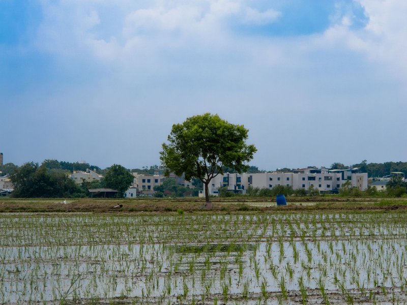 Peaceful rice paddy landscape featuring a solitary tree and village background under a bright sky.