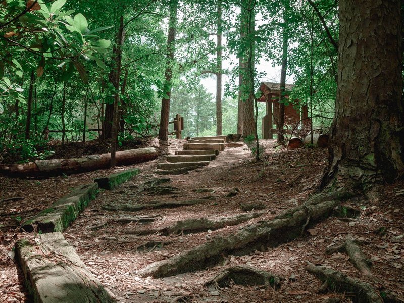 Explore a tranquil forest pathway with rustic steps leading through lush greenery in Columbia, South Carolina.