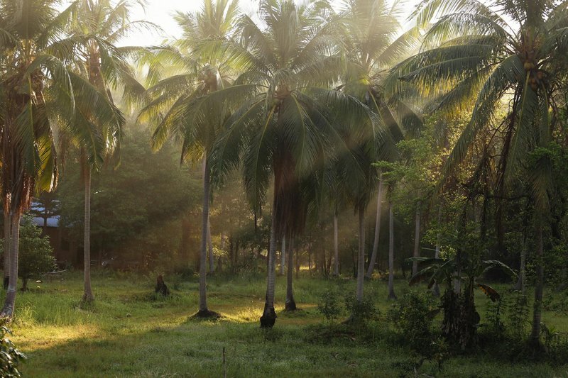 Sunlight filters through palm trees in a serene forest setting, casting warm morning rays.