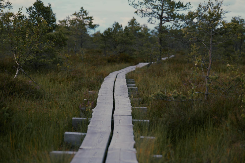 Tranquil wooden boardwalk stretching through lush wetland landscape.