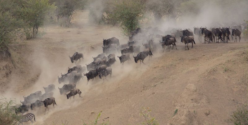 Majestic wildebeest herd surging through Kenya's dusty savanna landscape.