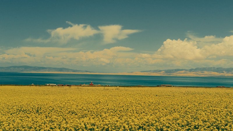Expansive yellow rapeseed field overlooking a calm sea under a clear sky, flanked by mountains.