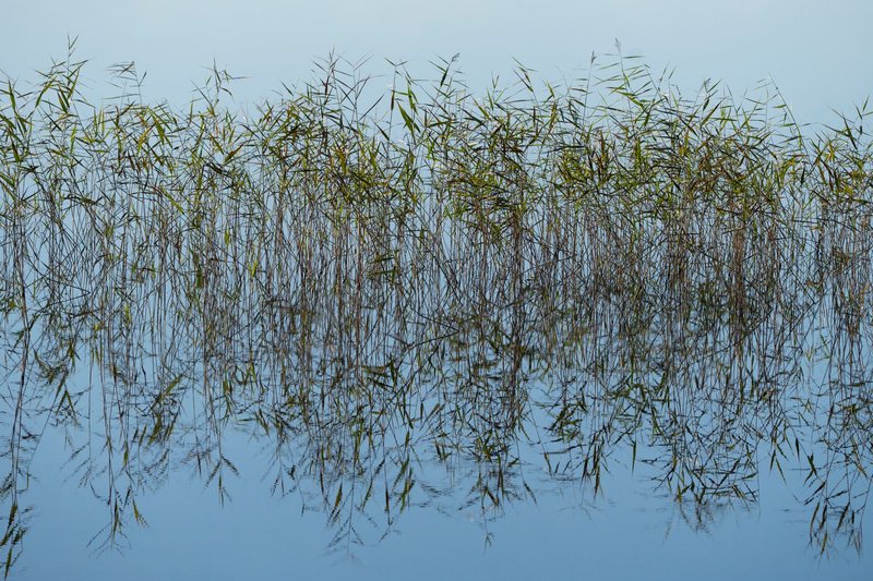 A tranquil scene of water reeds reflecting in a still, clear lake under a blue sky.