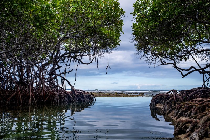 Peaceful scene of mangrove roots and reflection in a coastal lagoon on an overcast day.
