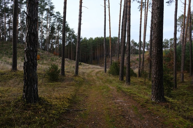 A serene path through a dense pine forest showcasing tall trees in late autumn.