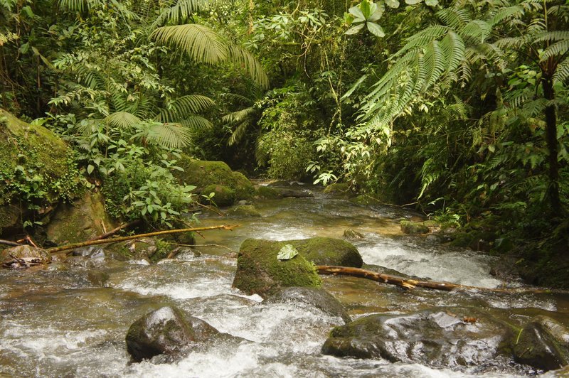 Serene view of a flowing stream in the lush jungles of Calarca, Colombia with mossy rocks and vibrant greenery.