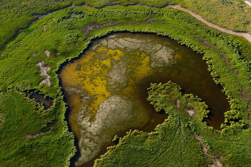 Drone shot of a green natural pond surrounded by lush vegetation.