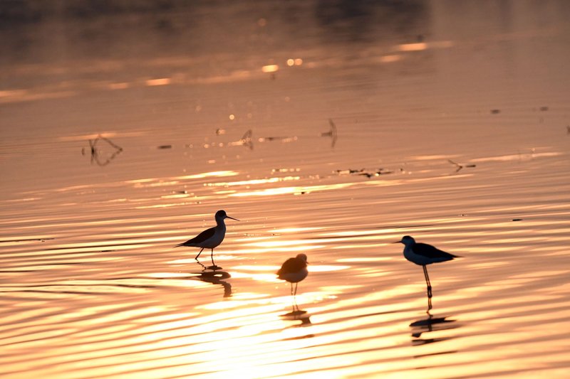 Silhouetted birds wading in shimmering sunset waters create a serene and picturesque scene.