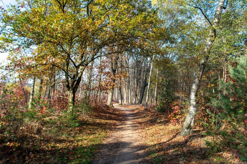 A serene forest path lined with autumn foliage, bathed in sunlight.