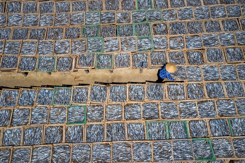 Hundreds of fish drying in wooden trays with a person walking among them, viewed from above.
