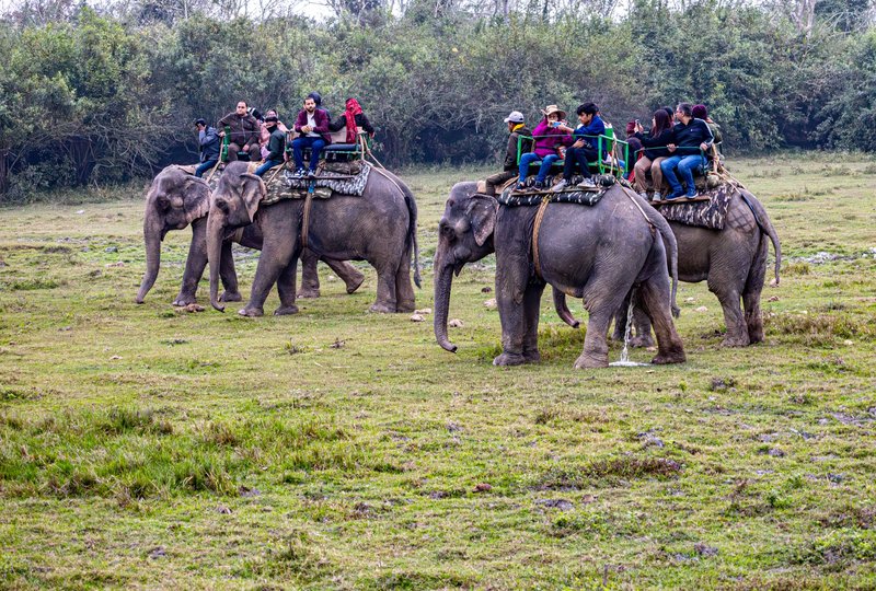 Elephants carrying tourists through a lush grassland in a natural park setting.