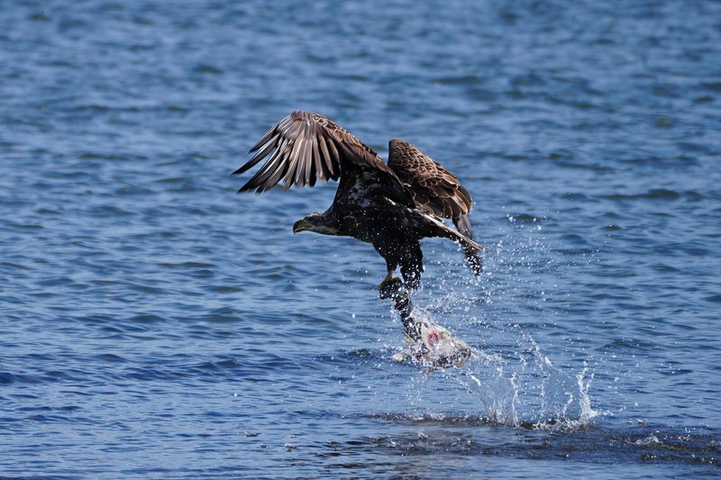 A powerful eagle catches a fish from the water, showcasing nature's raw beauty.