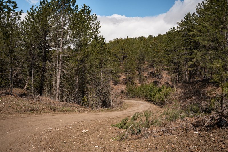 A serene view of a dirt road winding through a dense green pine forest under a bright blue sky.