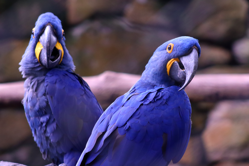 Close-up of two vibrant hyacinth macaws perched in their natural environment.