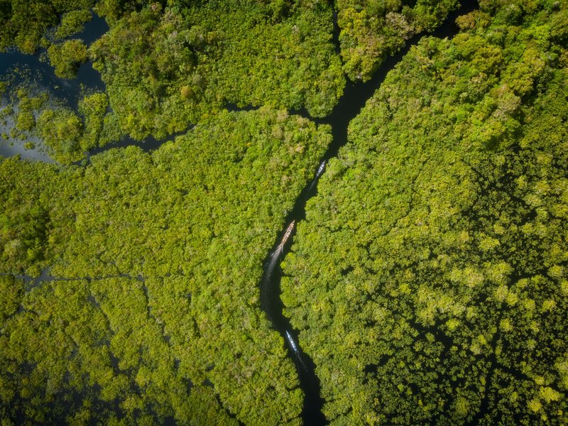 A breathtaking aerial shot of the lush rainforest canopy in Central Kalimantan, Indonesia.