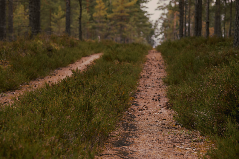 A tranquil dirt road enveloped by dense forest greenery, evoking a sense of serenity in nature.
