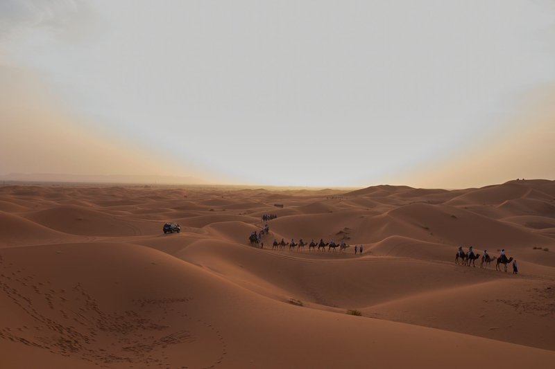 A camel caravan treks through the serene sand dunes of the Moroccan desert at sunset.