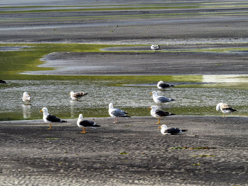 A group of seagulls relaxing on a coastal wetland during low tide, with water pools and sandy ridges.