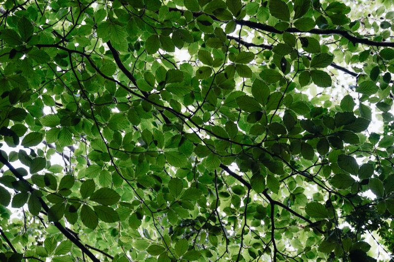 Captivating view of verdant leaves creating a natural canopy in Kilgarvan, Ireland.