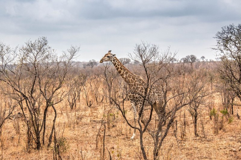 A majestic giraffe walks through the dry savanna landscape of South Africa under cloudy skies.