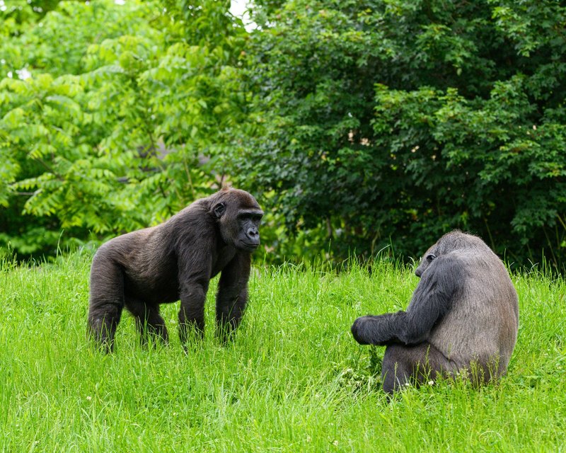 Two gorillas in a natural, green setting engaging with each other, showcasing wildlife behavior.