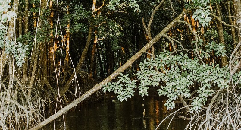 Explore the tranquil mangrove forest with lush greenery and still waters, ideal for nature lovers.