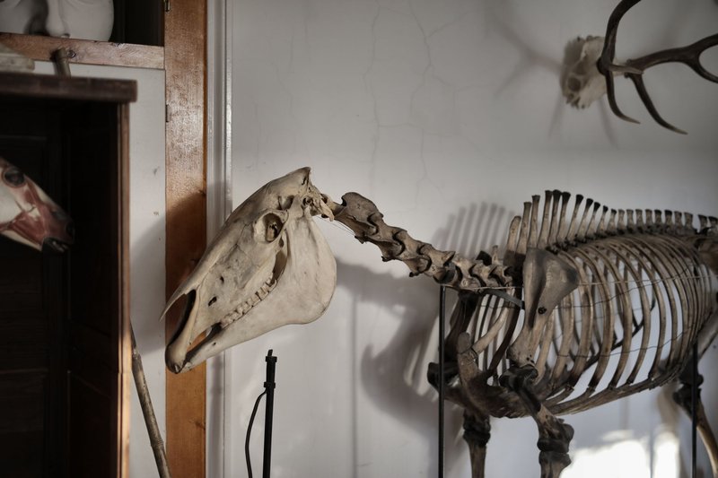 Old dry skeleton of horse in museum against white walls with horns in daylight