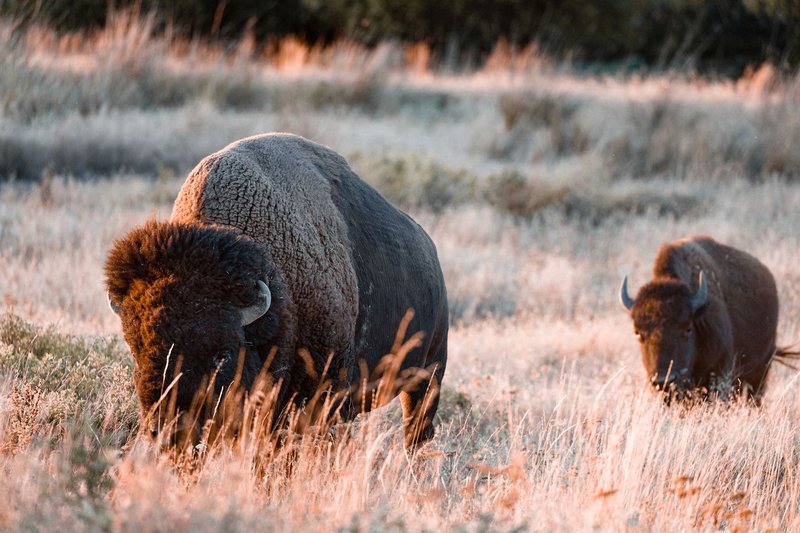 Two bison peacefully grazing in an open grassland under soft daylight.