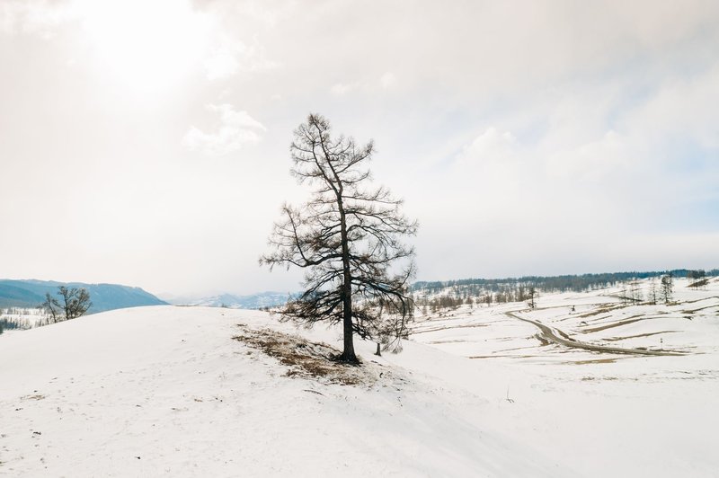 Peaceful winter scene of a snow-covered landscape with a solitary tree in Altai, Russia.