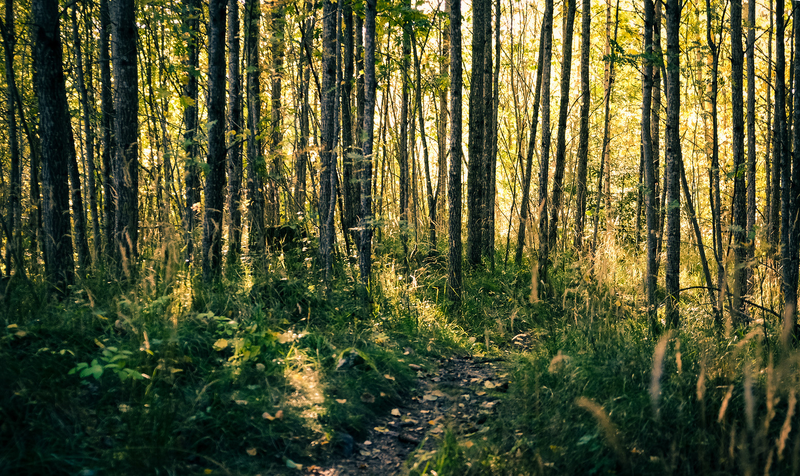 A sunlit trail winds through a dense forest in Gävle, Sweden, showcasing nature's beauty.