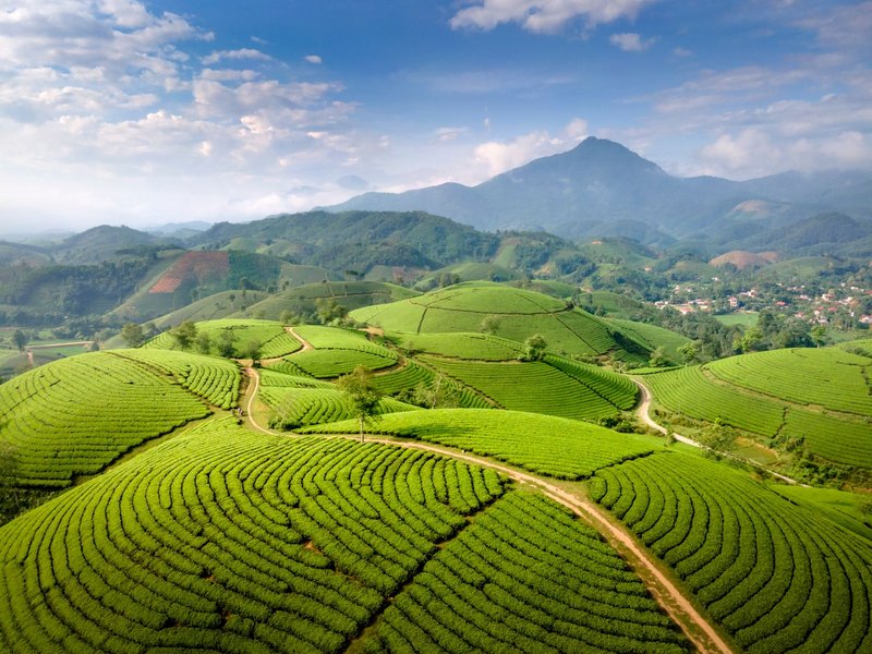 A stunning aerial view showcasing lush green tea plantations under a clear blue sky.
