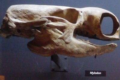 Bernardino Rivadavia Museum of Natural Science in Buenos Aires, Argentina – Museum Information gallery image