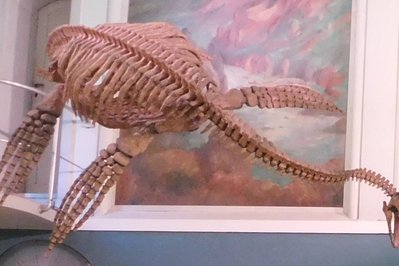 Bernardino Rivadavia Museum of Natural Science in Buenos Aires, Argentina – Museum Information gallery image