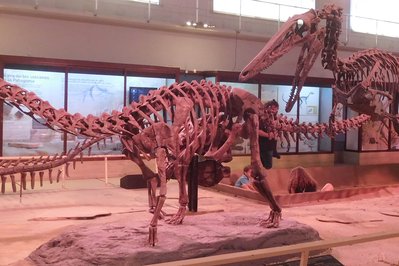 Bernardino Rivadavia Museum of Natural Science in Buenos Aires, Argentina – Museum Information gallery image