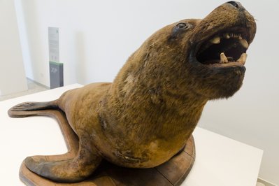 Museo Malvinas e Islas del Atlántico Sur in Buenos Aires, Argentina – Museum Information gallery image