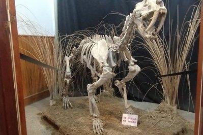 Museum of Anthropology and Natural Sciences in Concordia, Argentina – Museum Information gallery image