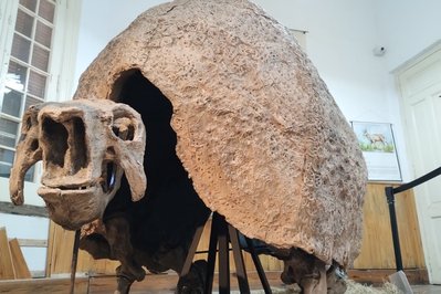 Museum of Anthropology and Natural Sciences in Concordia, Argentina – Museum Information gallery image