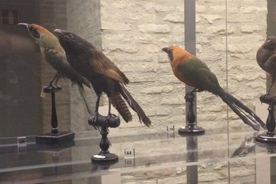 Museo de Ciencias Naturales in San Juan, Argentina – Museum Information gallery image
