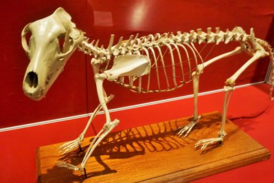 National Museum of Australia in Canberra, Australia – Museum Information gallery image
