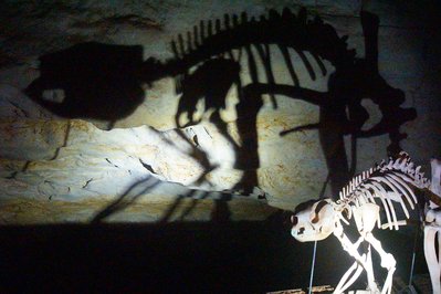 Megafauna Central in Alice Springs, Australia – Museum Information gallery image