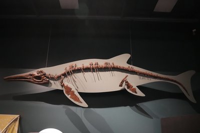 Museum and Art Gallery of the Northern Territory in Darwin, Australia – Museum Information gallery image