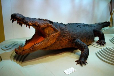 Museum and Art Gallery of the Northern Territory in Darwin, Australia – Museum Information gallery image