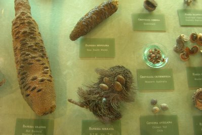State Herbarium of South Australia in Adelaide, Australia – Museum Information gallery image