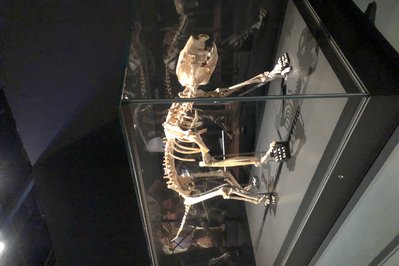 Museum of the Goldfields in Perth, Australia – Museum Information gallery image