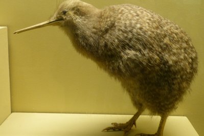 Haus der Natur in Salzburg, Austria – Museum Information gallery image