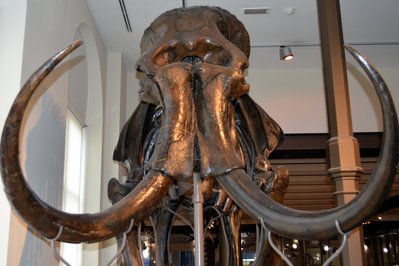Royal Belgian institute of Natural Sciences in Brussels, Belgium – Museum Information gallery image