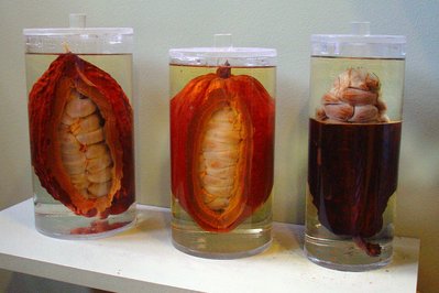 Choco-Story, Chocolate Museum in Bruges, Belgium – Museum Information gallery image