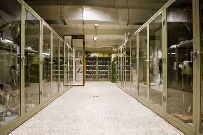 Museum of Zoology KULeuven in Leuven, Belgium – Museum Information gallery image