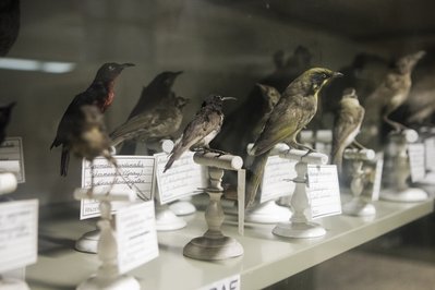 Museum of Zoology KULeuven in Leuven, Belgium – Museum Information gallery image