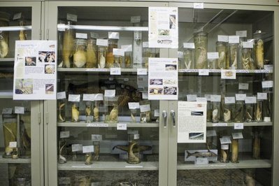 Museum of Zoology KULeuven in Leuven, Belgium – Museum Information gallery image
